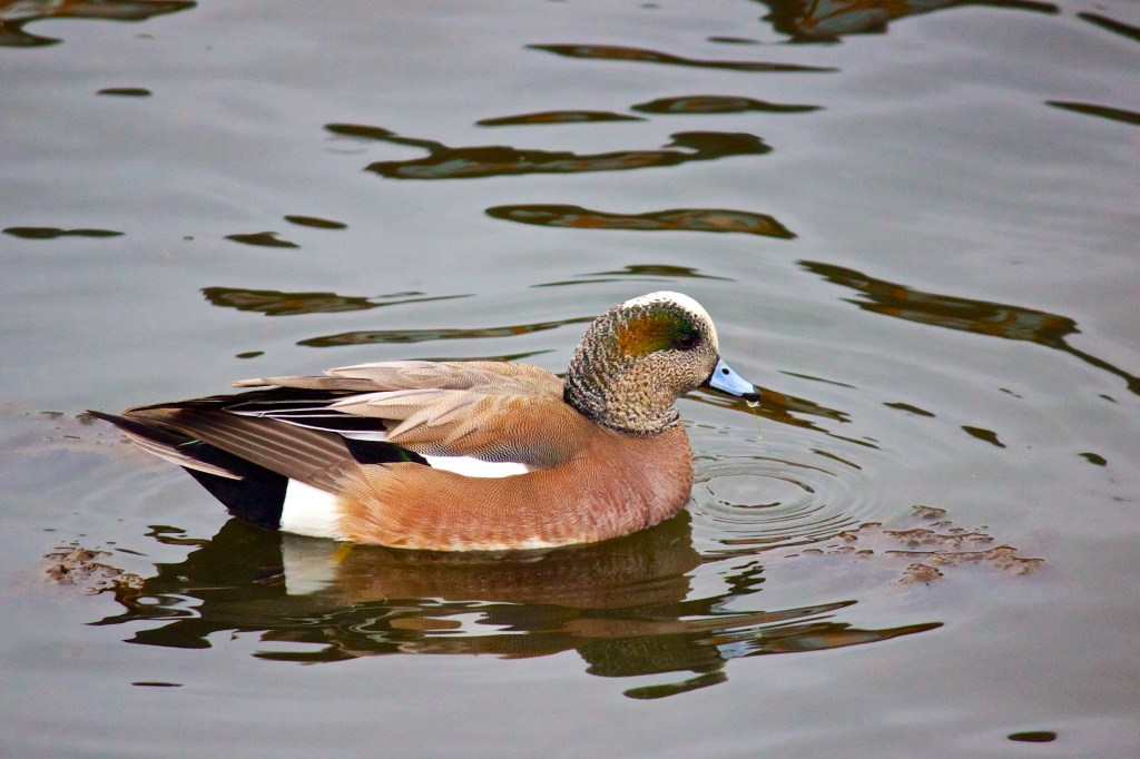 A colourful drake duck drifting across the water
