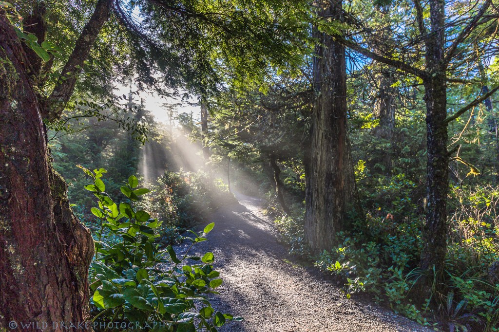 Beams of sunlight illuminate the pathway on the Wild Pacific Trail