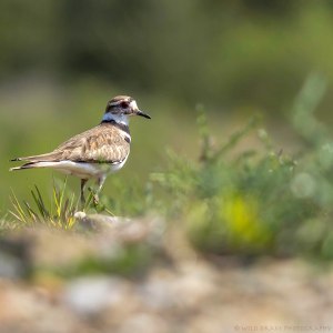 A Killdeer takes a quick break from running around