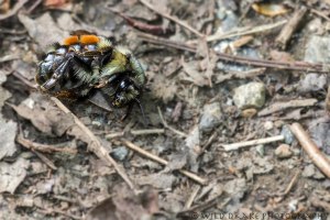 a bumble bee lies on the path