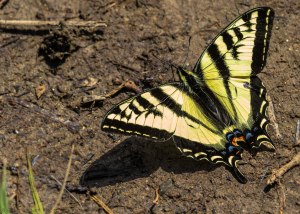 A lone colourful butterfly rests in the mud