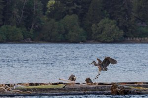 bird stretched out to land on a dock
