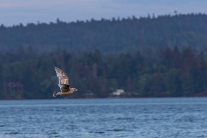 A lone seagull in flight