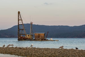 birds, gulls, rocks and water