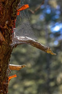 a complex spiderweb in an old tree