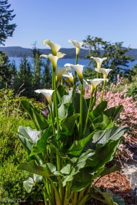 beyond the garden a clear blue sky tops off the mountains and sea