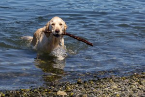 Happy Retrieving
