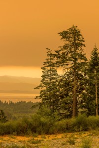 several trees stand on a hill on a smoky day