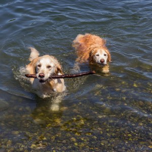 A Favourite Waterside Activity