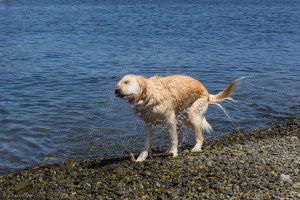 Beautiful Golden Retriever shaking off excess water