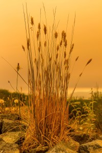 tall grasses on the hillside