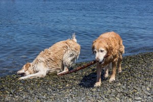 If You Can't Win, Rub Your Face On The Rocks