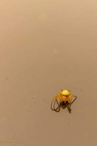 spider on a truck hood
