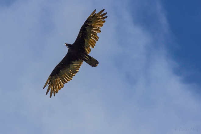 bald eagle in the blue sky