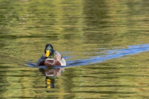 a duck swims towards the camera on a pond