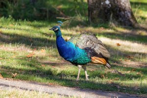a peacock struts in the park