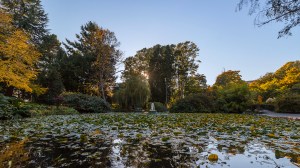 lilly pads cover the pond in front of the fountain at Beacon Hill Park