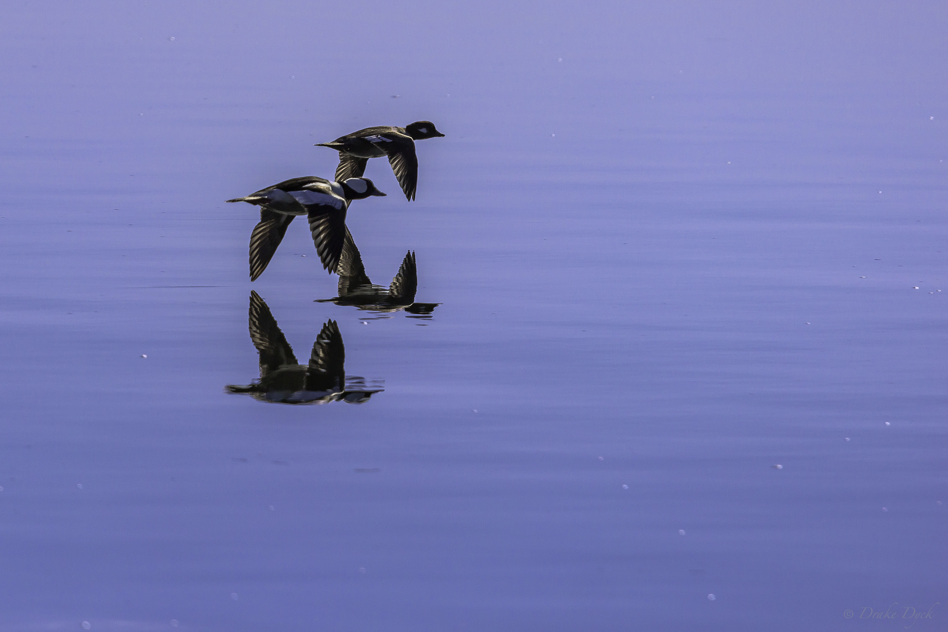 two ducks flying low over the water