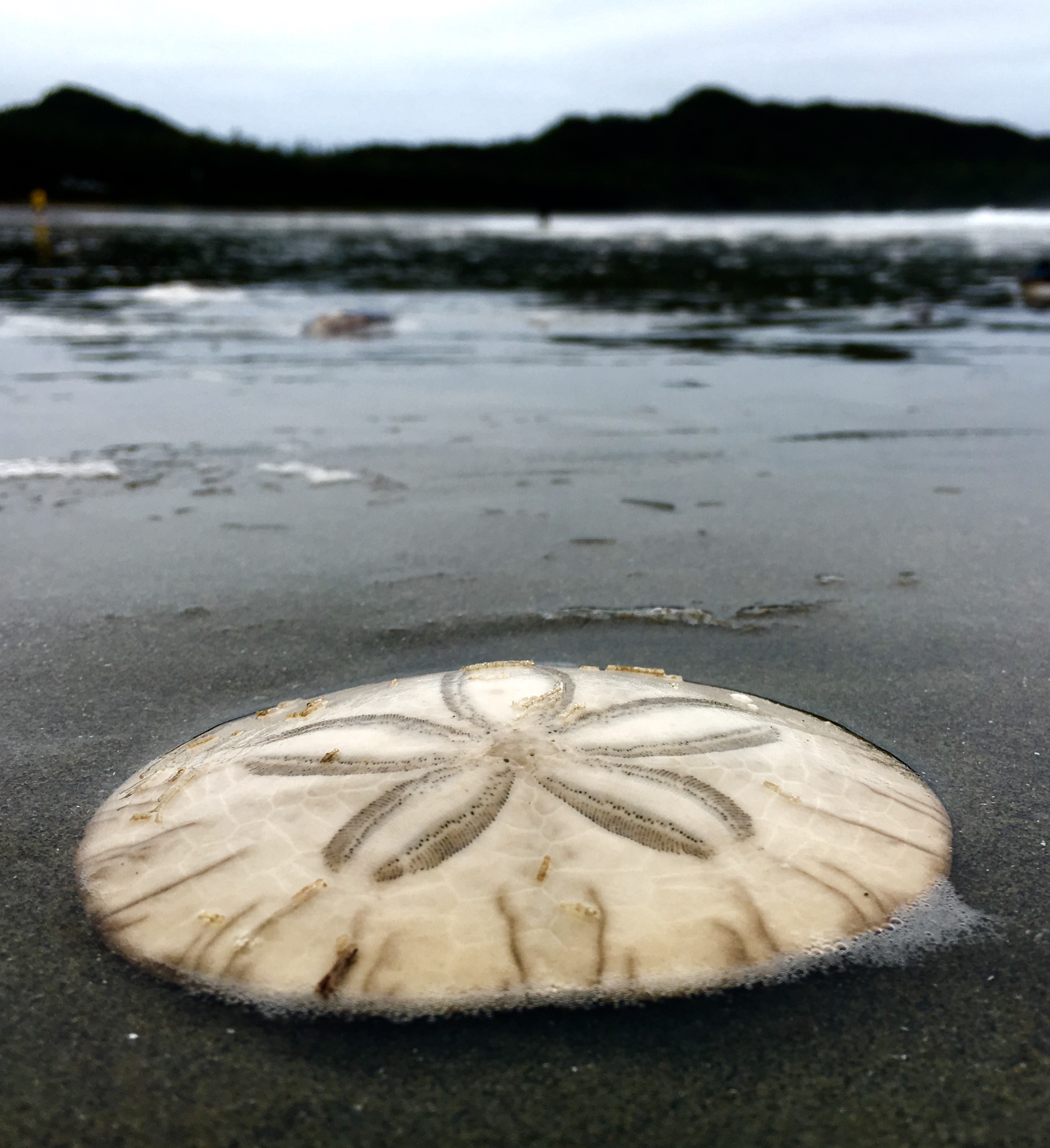 a sand dollar on the beach with the mountains in the background