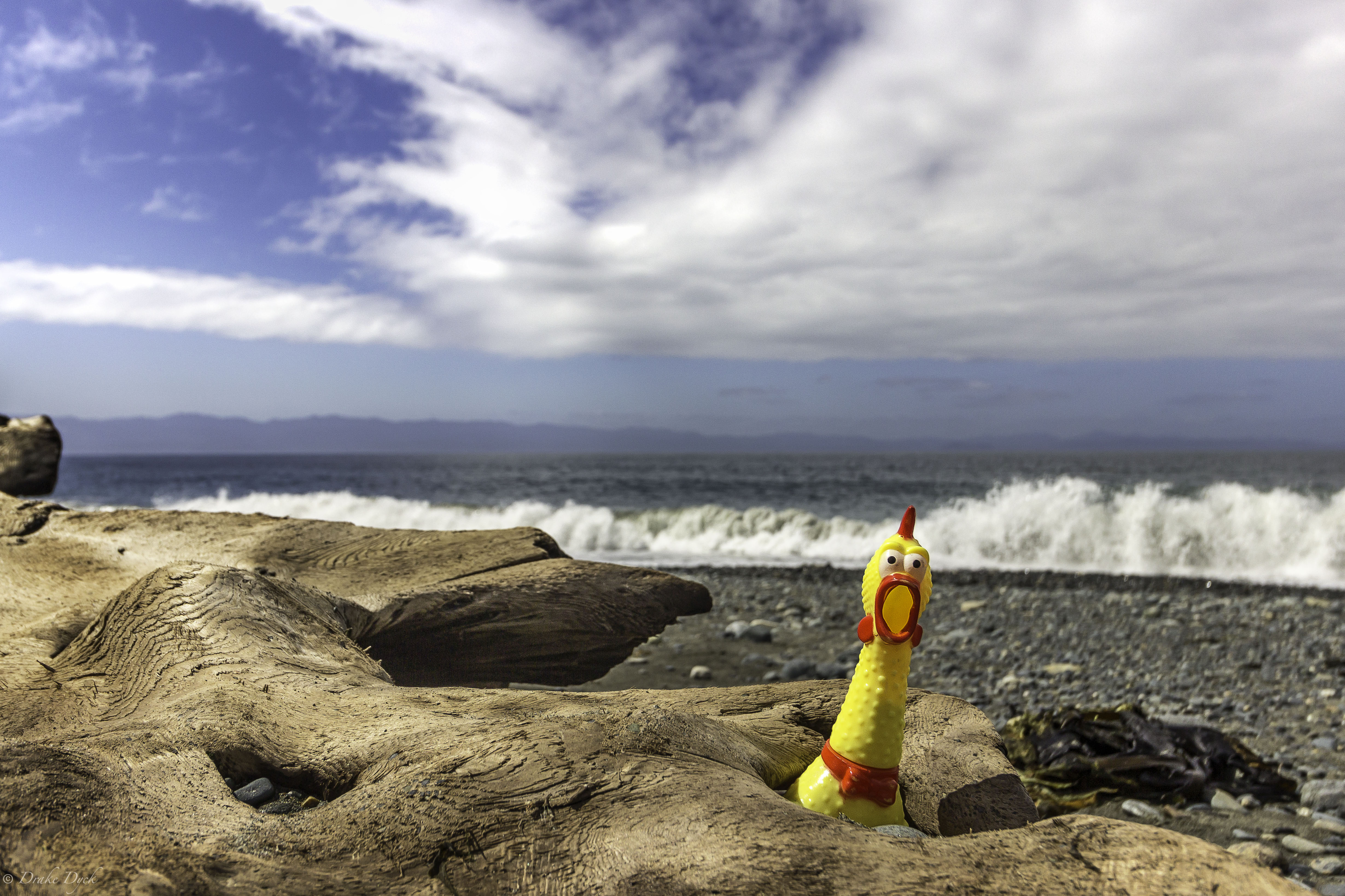 the rubber chicken sticks its head through a knothole in driftwood