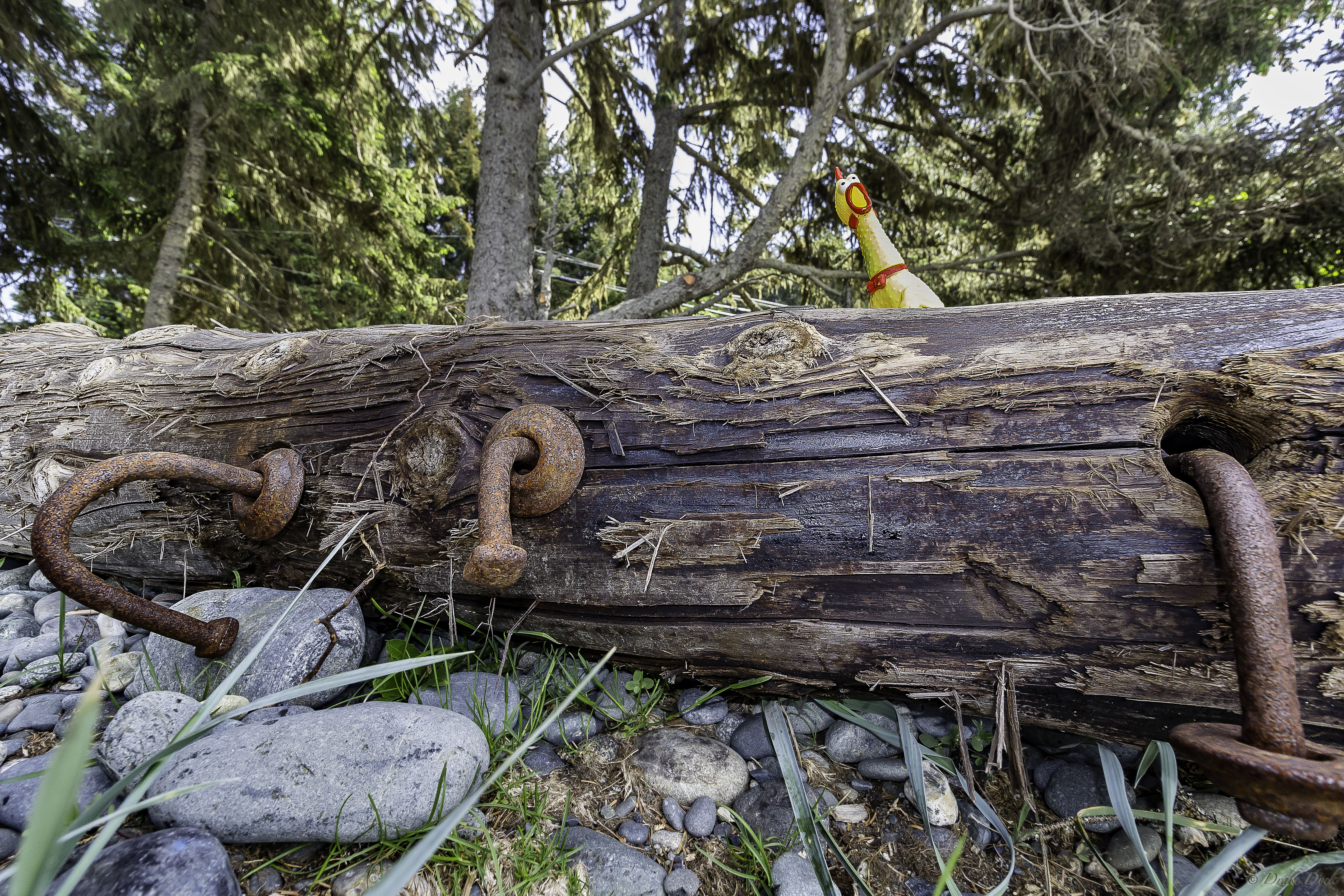 wooden pole, bent rusted iron and a rubber chicken