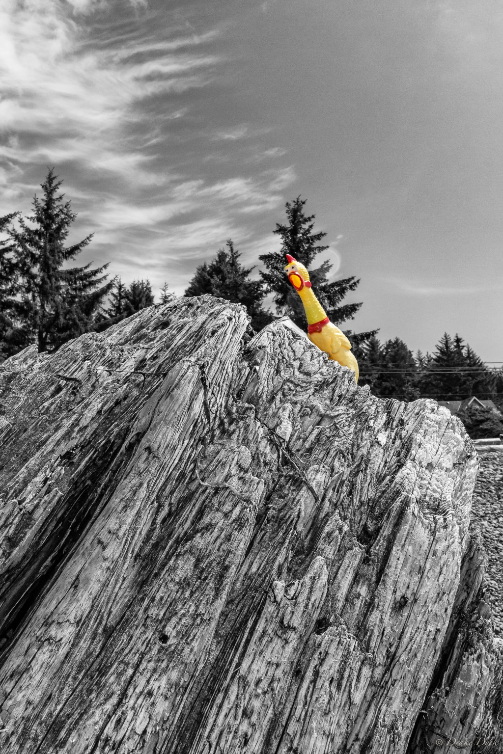 Ongoing Adventures of Henrietta the&nbsp;Hen