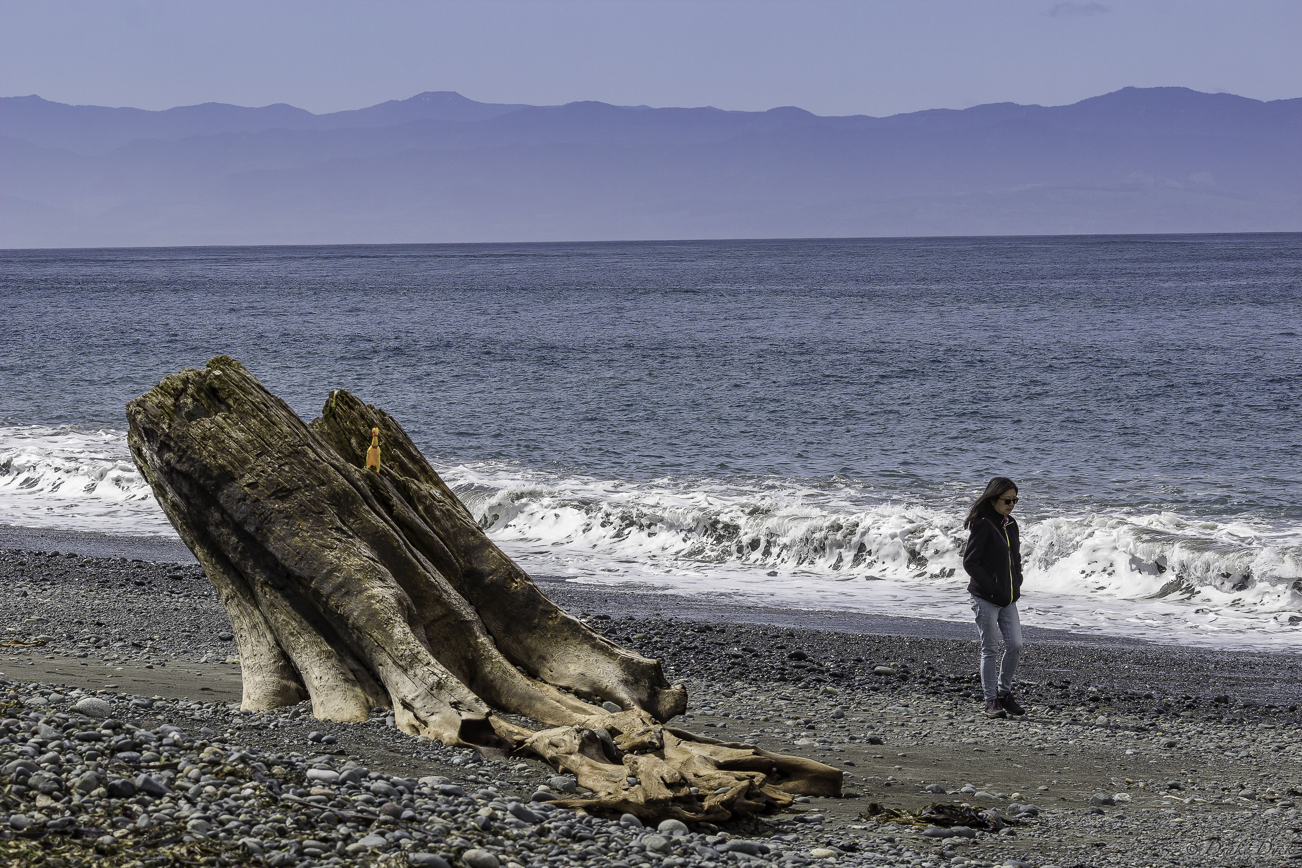 a rocky beach watched over by a chicken on a log and walking woman