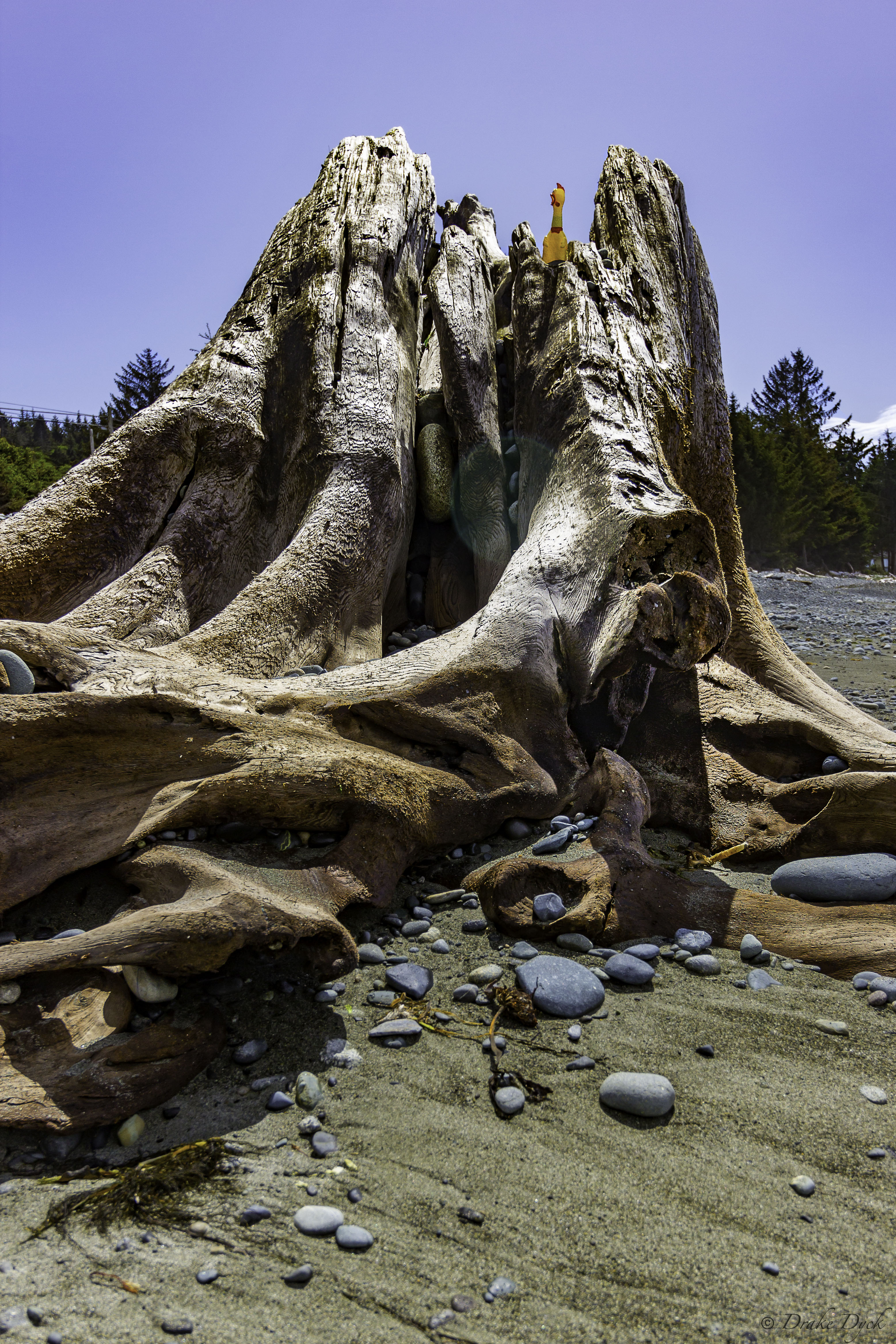 rubber chicken on a beached root-mass