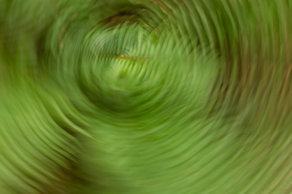 camera spin over forest ferns