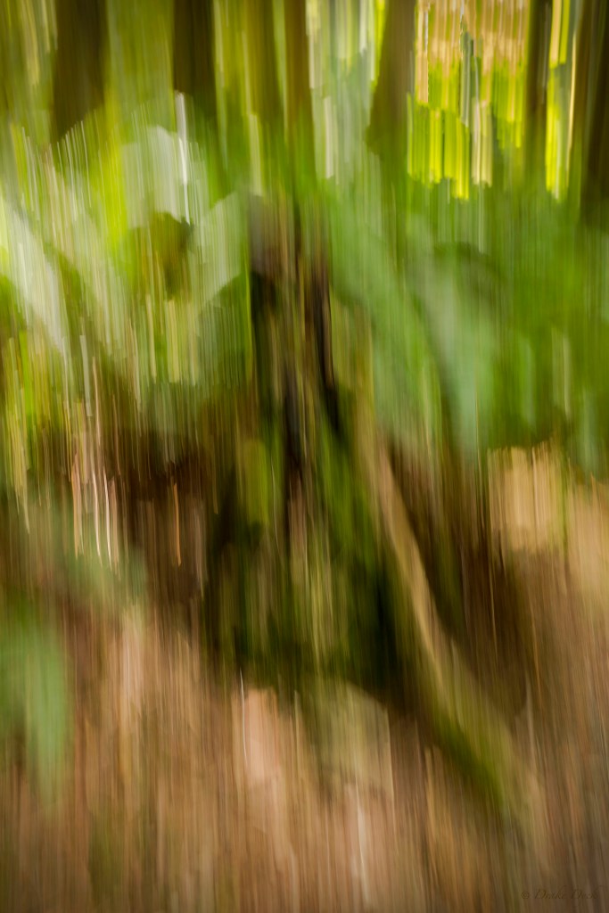 a blurred  image of a decaying tree stump