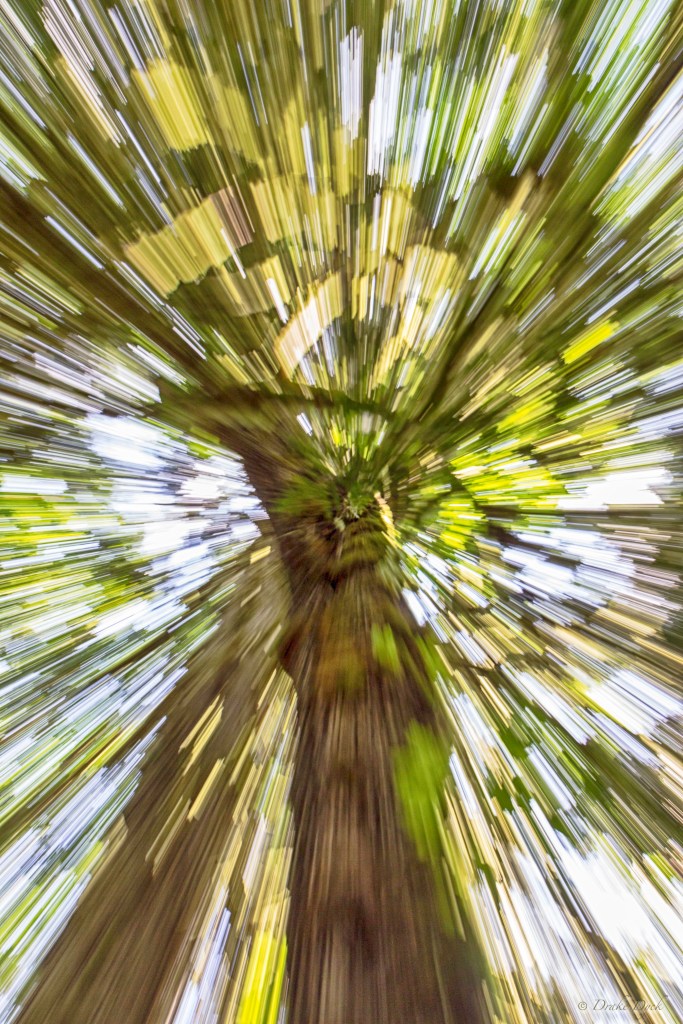 a zoom  effect of a tree 