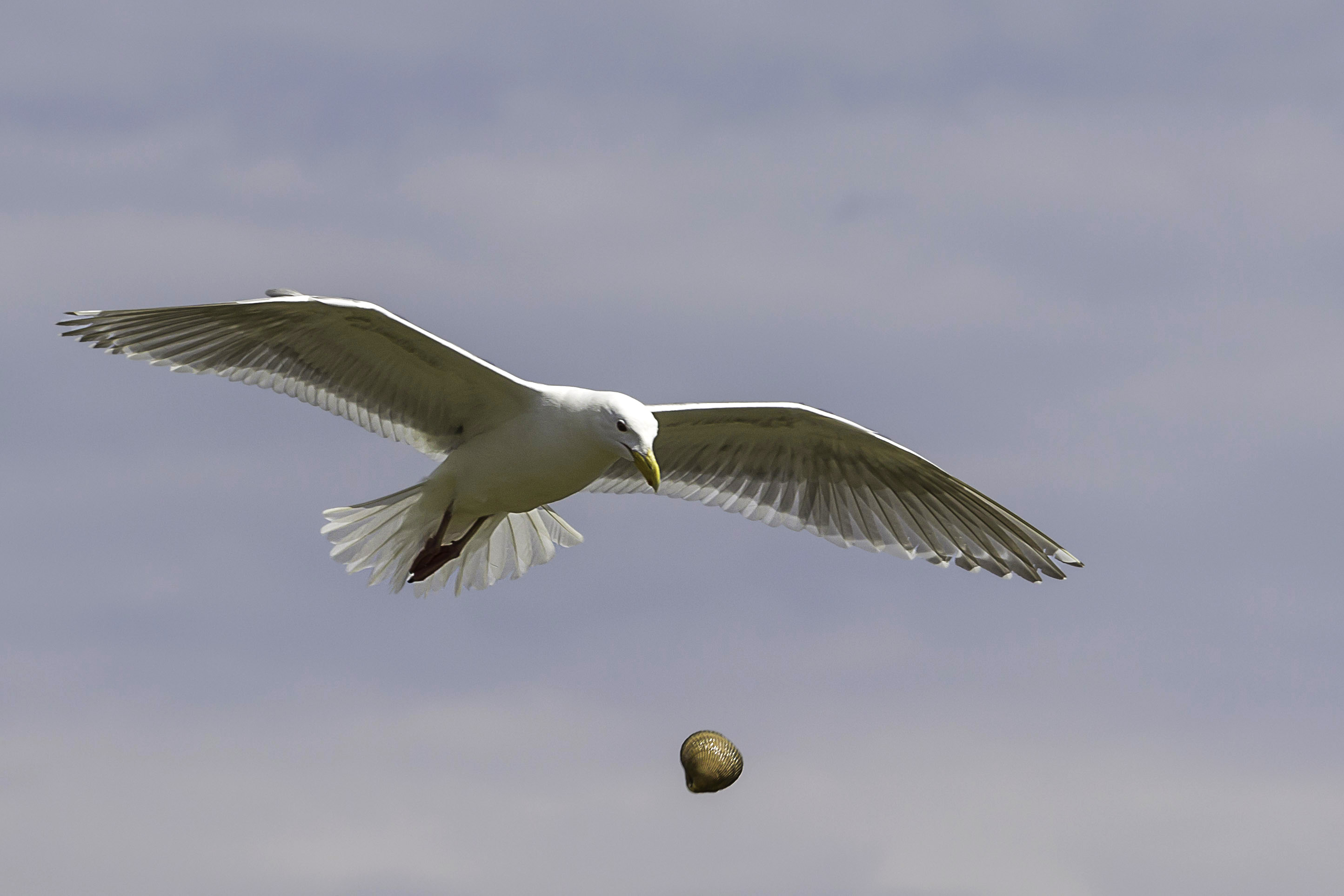 seagull in flight drops a clam to break it open