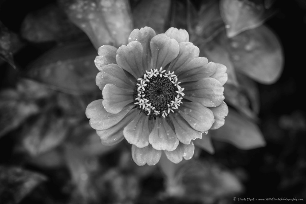 black and white image of a flower