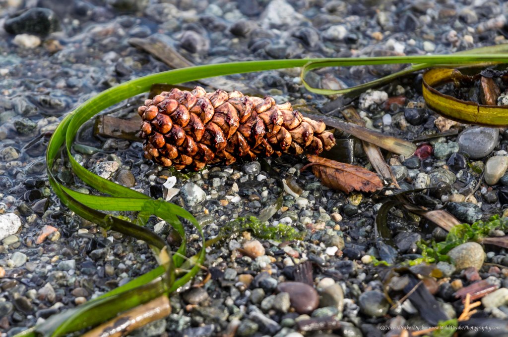pinecone and seaweed on the shoreline