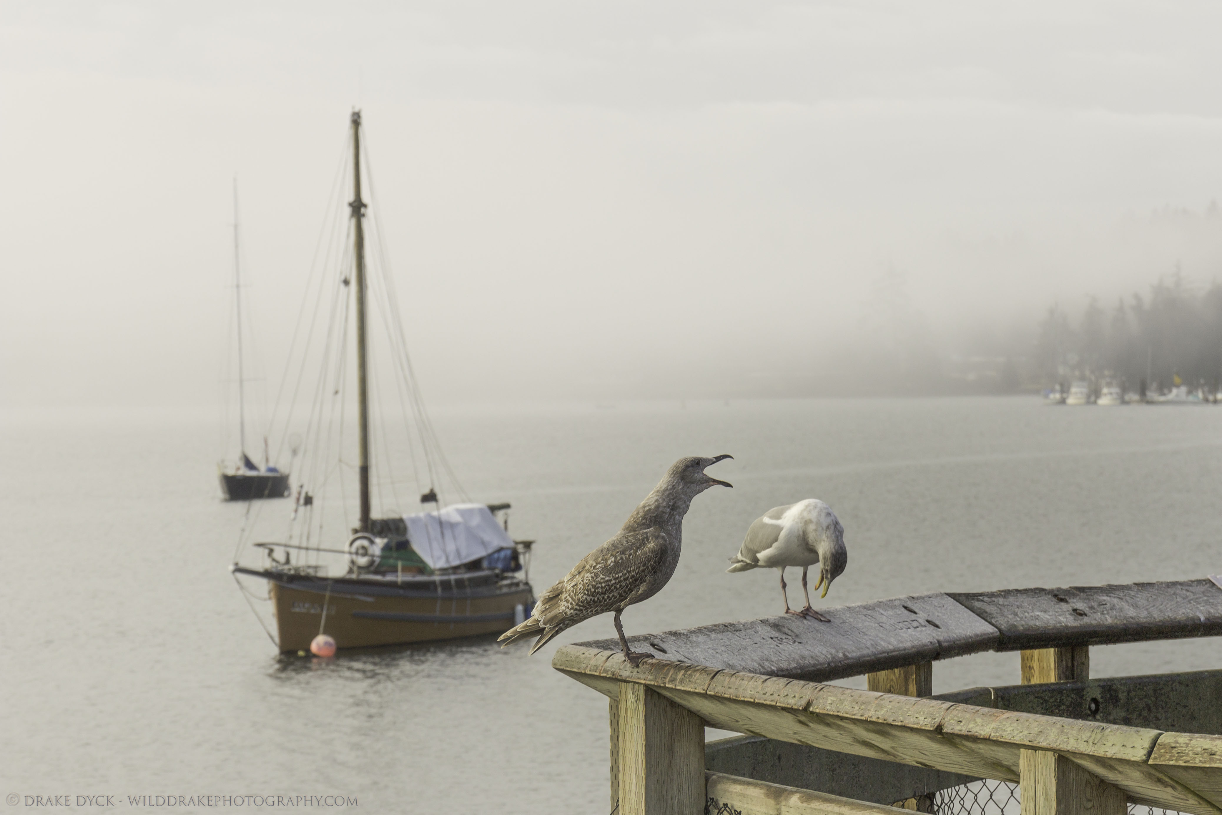 two seagulls on a railing in front of a sailboat