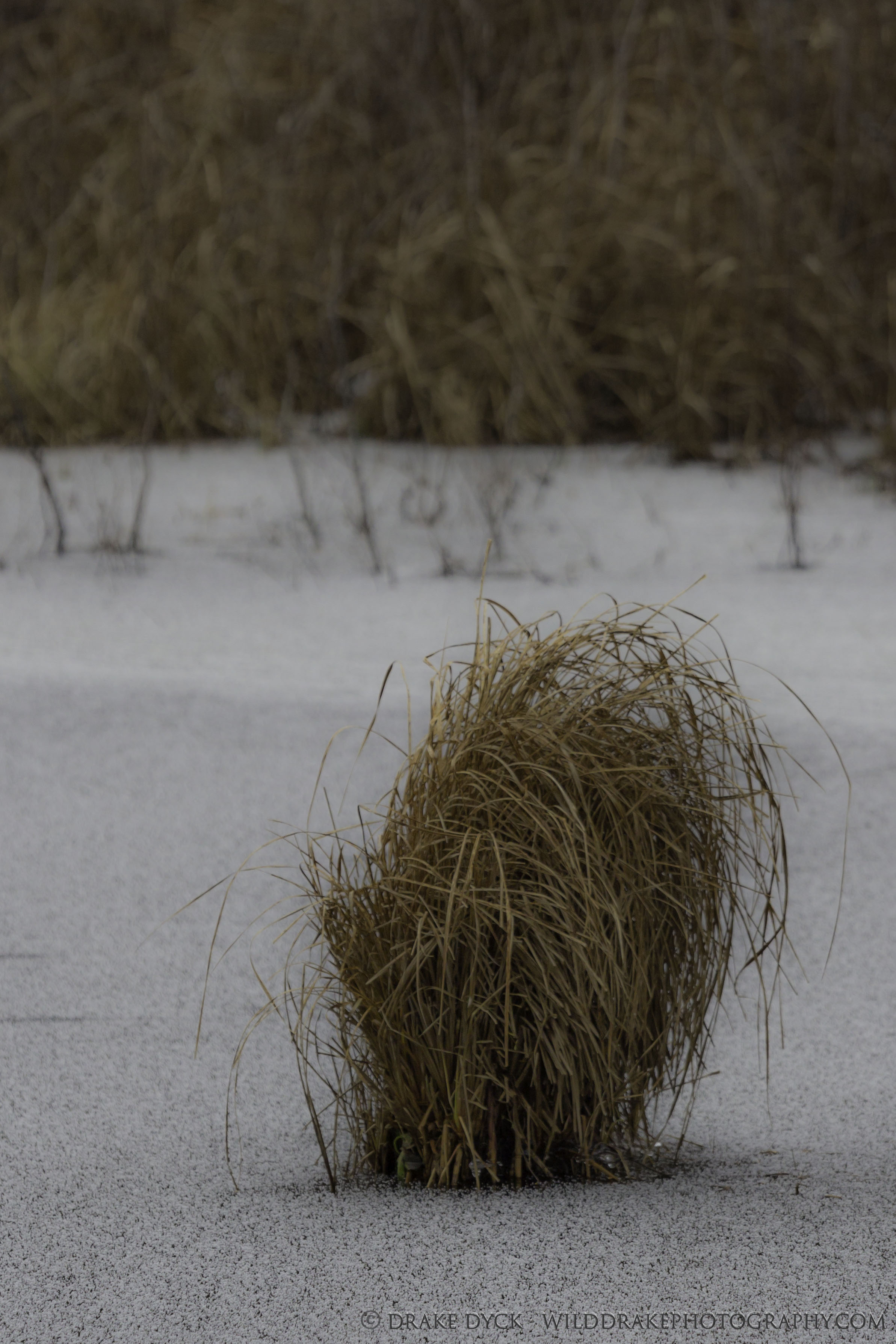 A clump of grass pokes through an ice covered lake