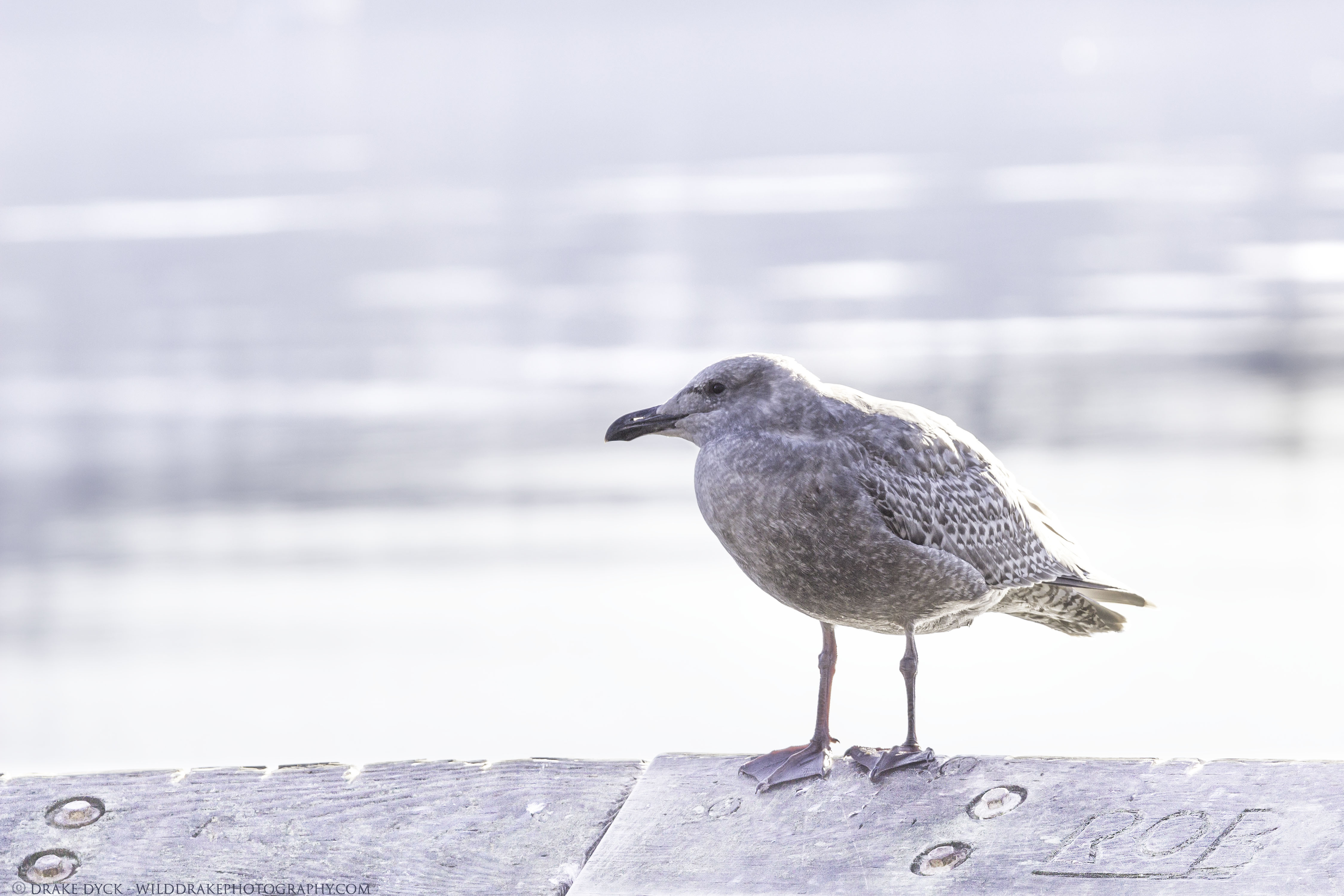 seagull sits on a railing