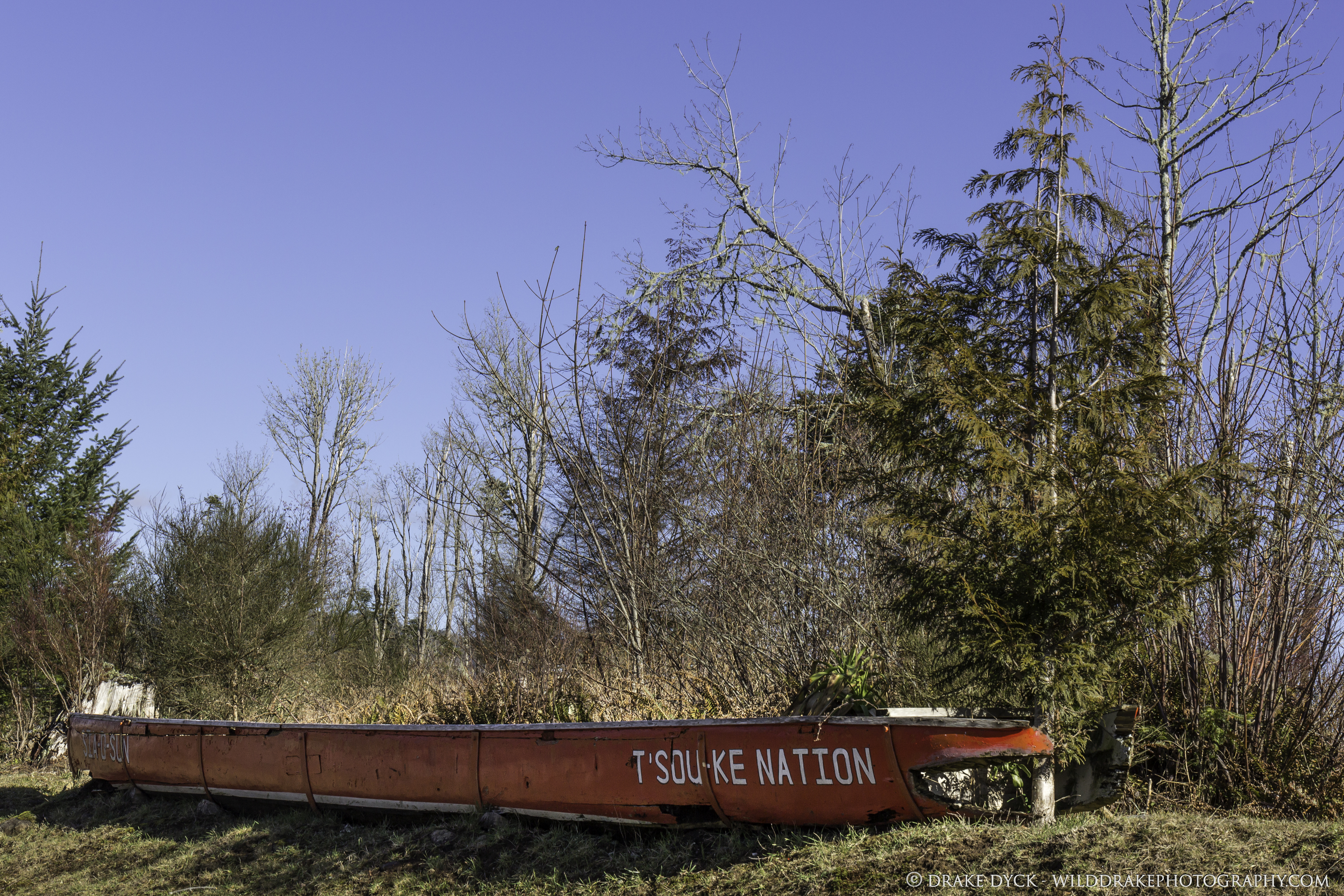 Long boat with a tree growing out of it