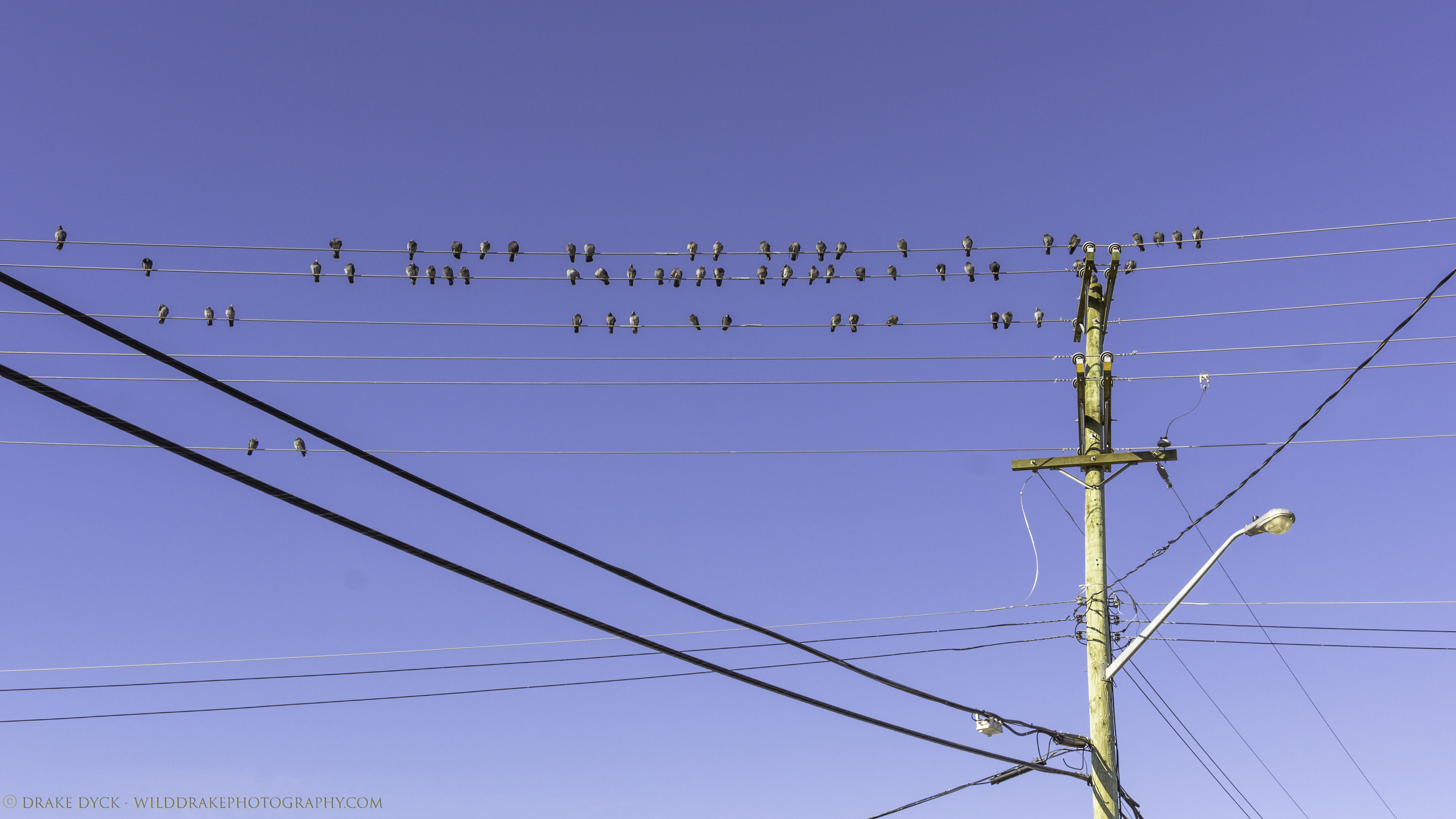 A flock of pigeons on power lines