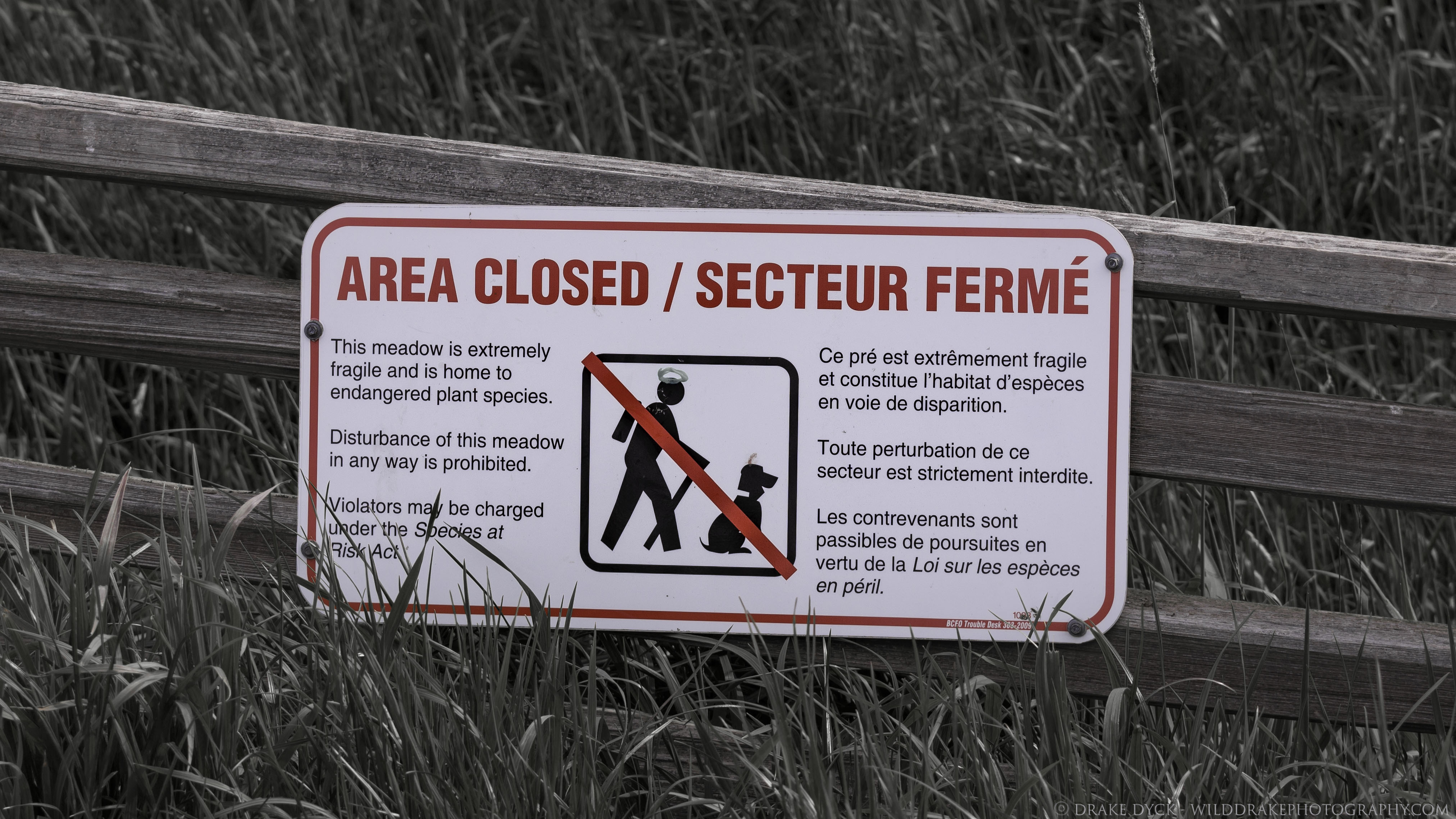 area closed sign with hiker and dog