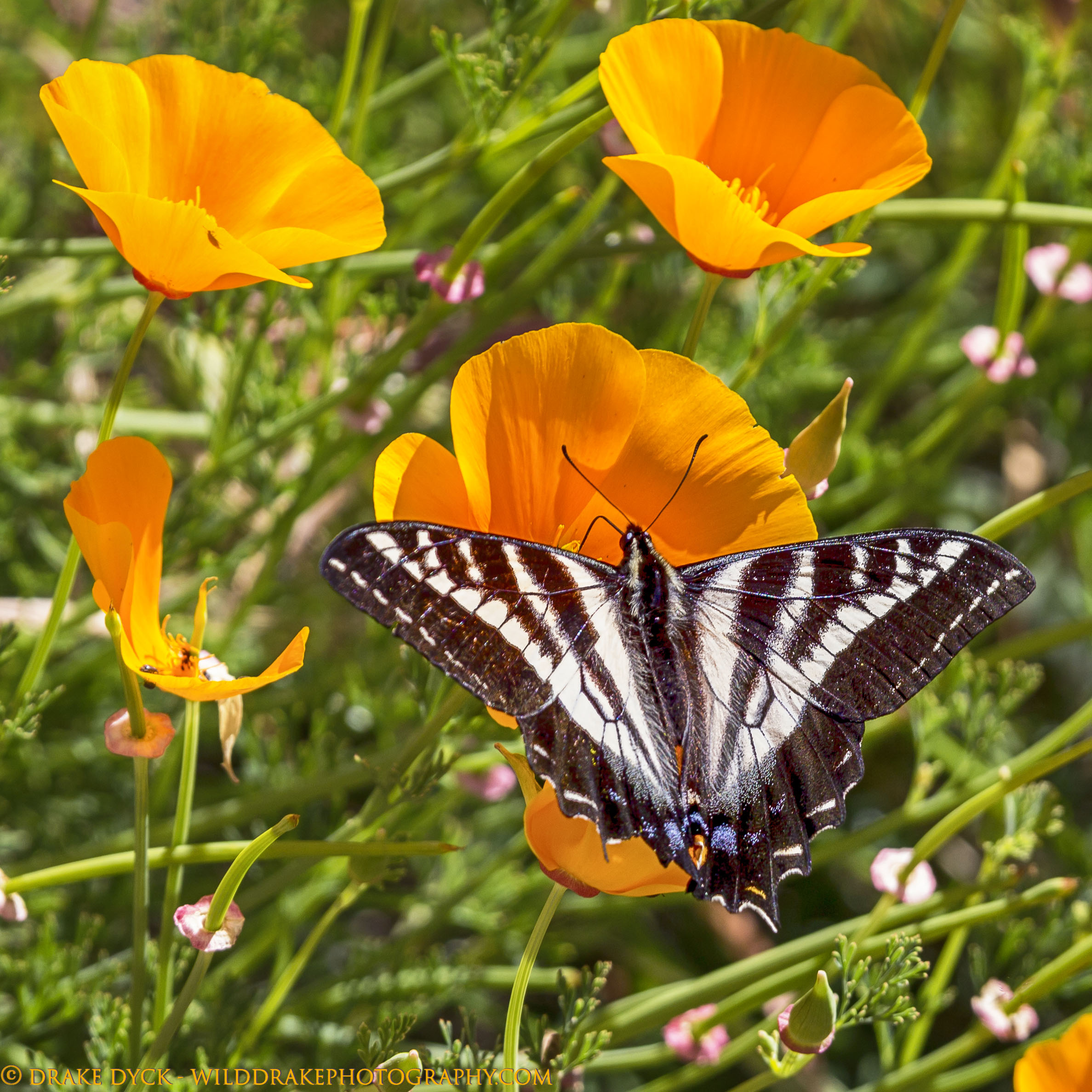 butterfly on poppy