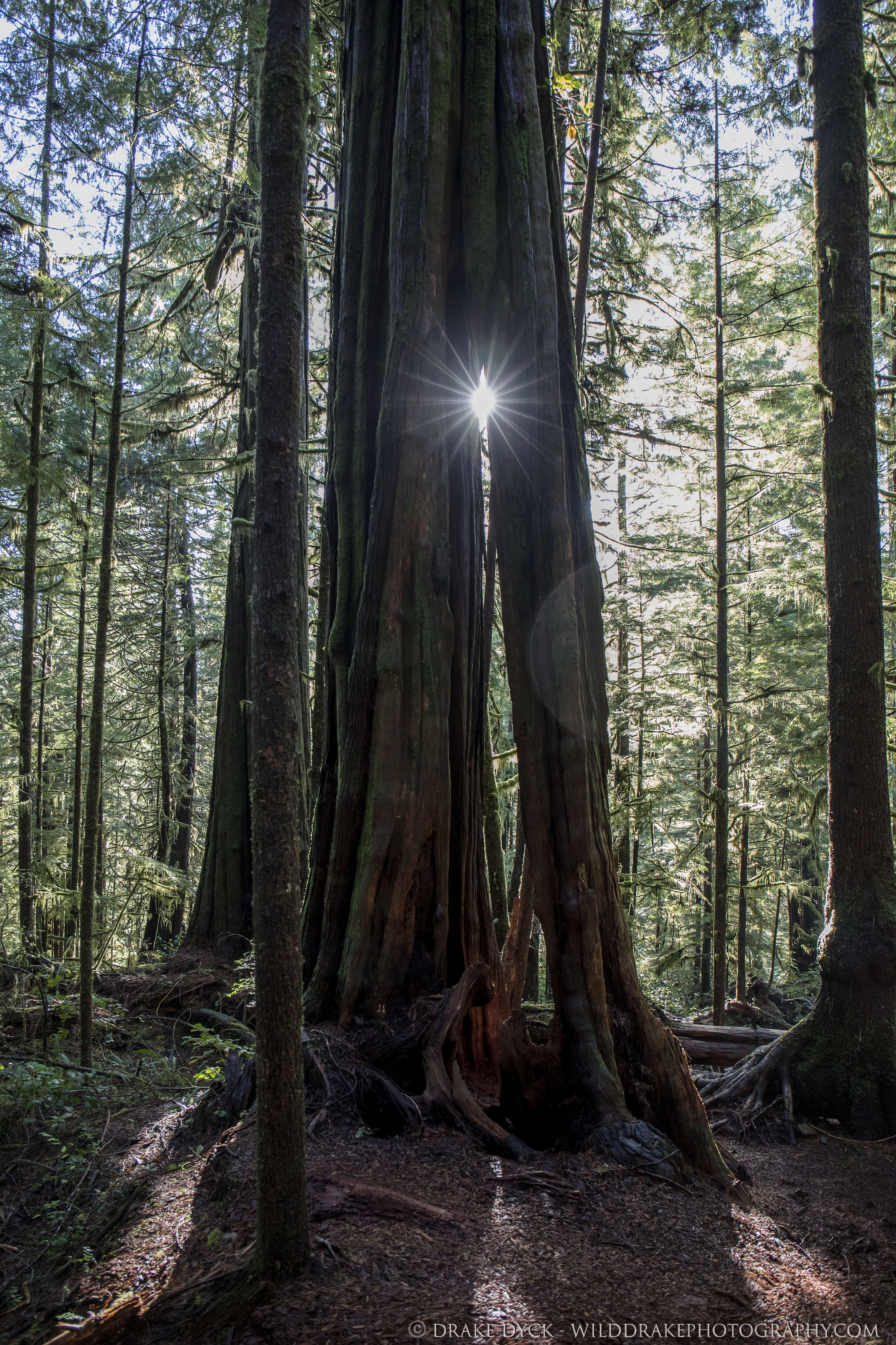 the sun shines thru a crack in a giant old growth tree in Avatar Grove forest