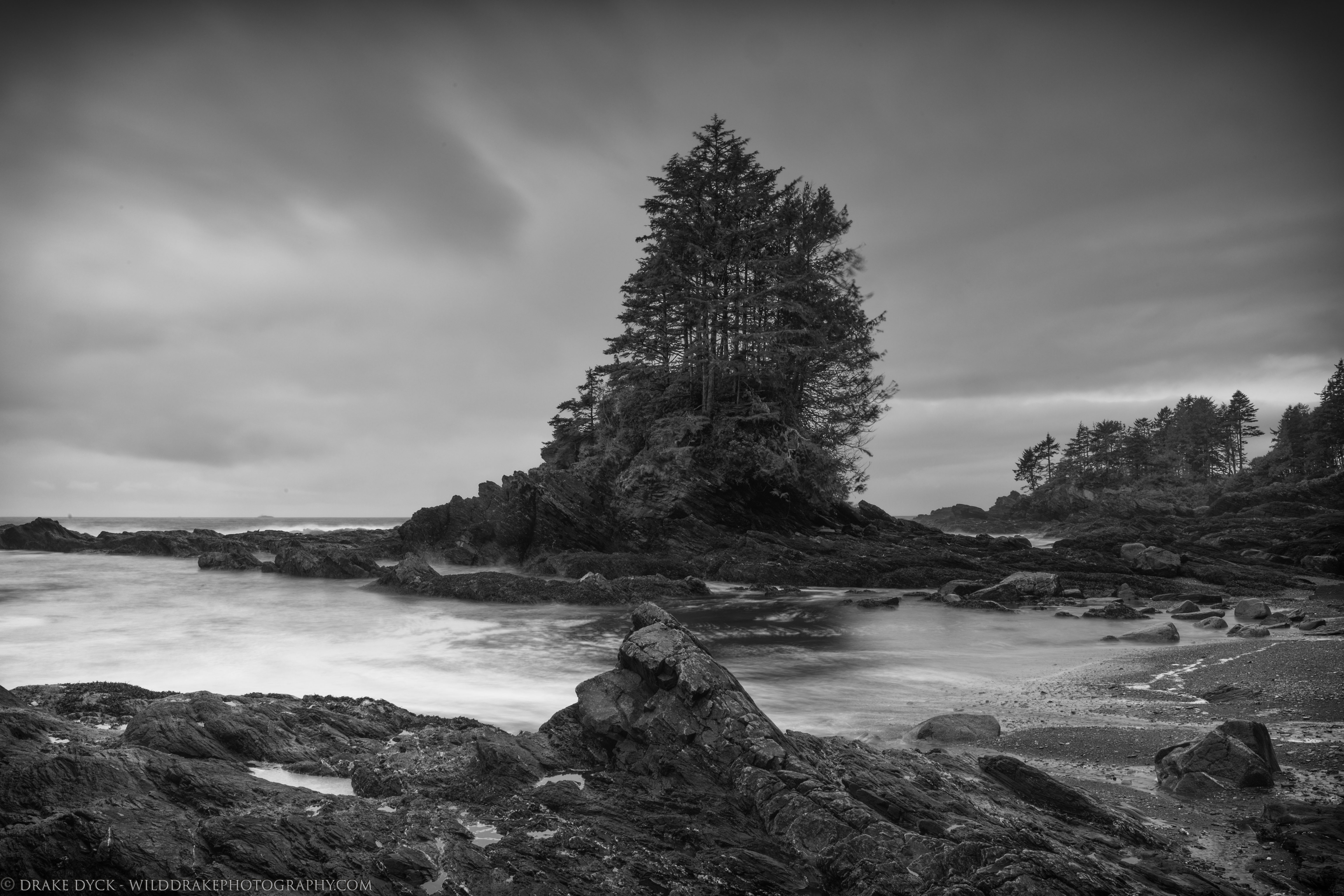 Botanical Beach Seascape B&W LOGO