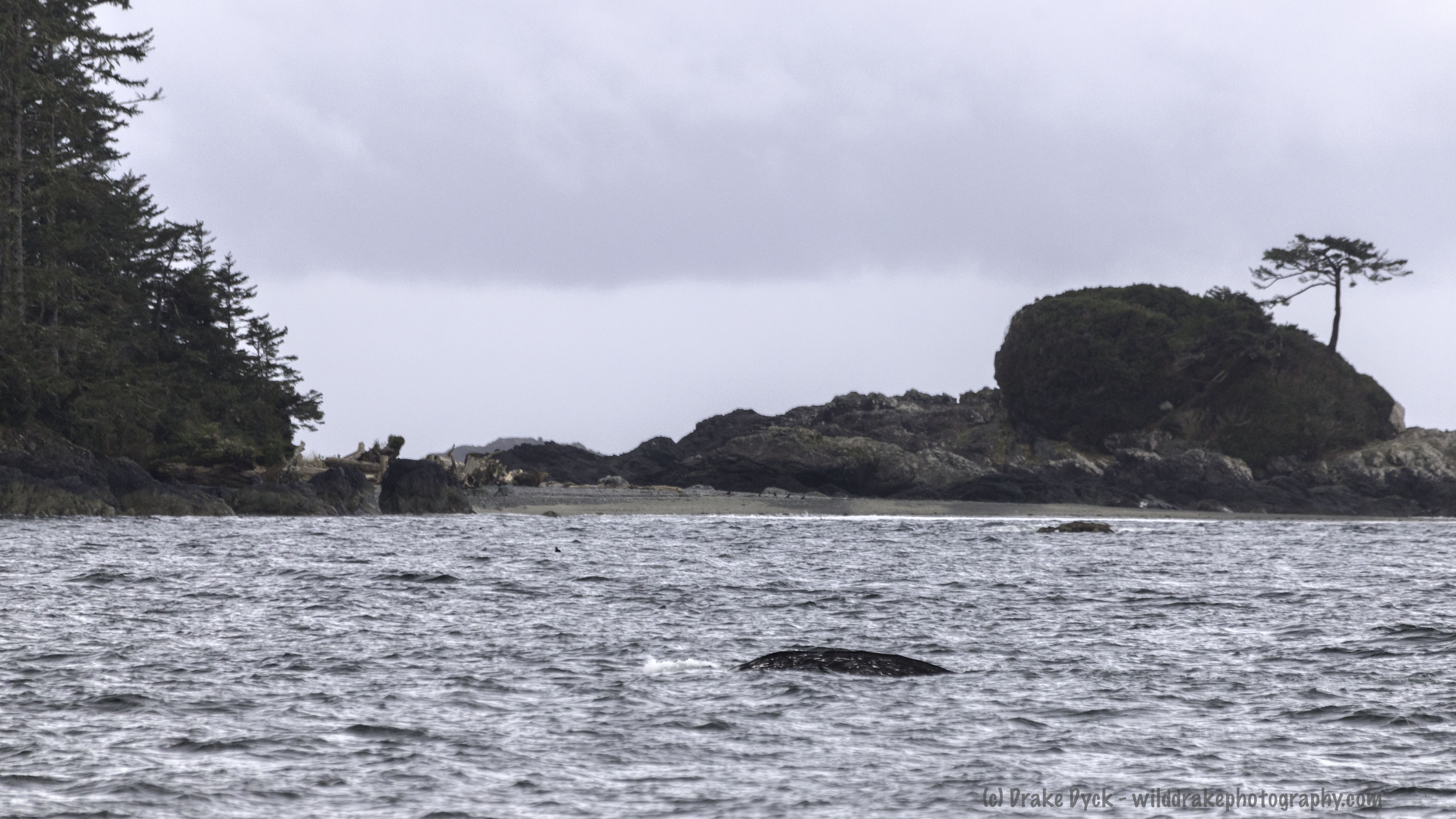 a whale back in the ocean in front of a small island with a tree