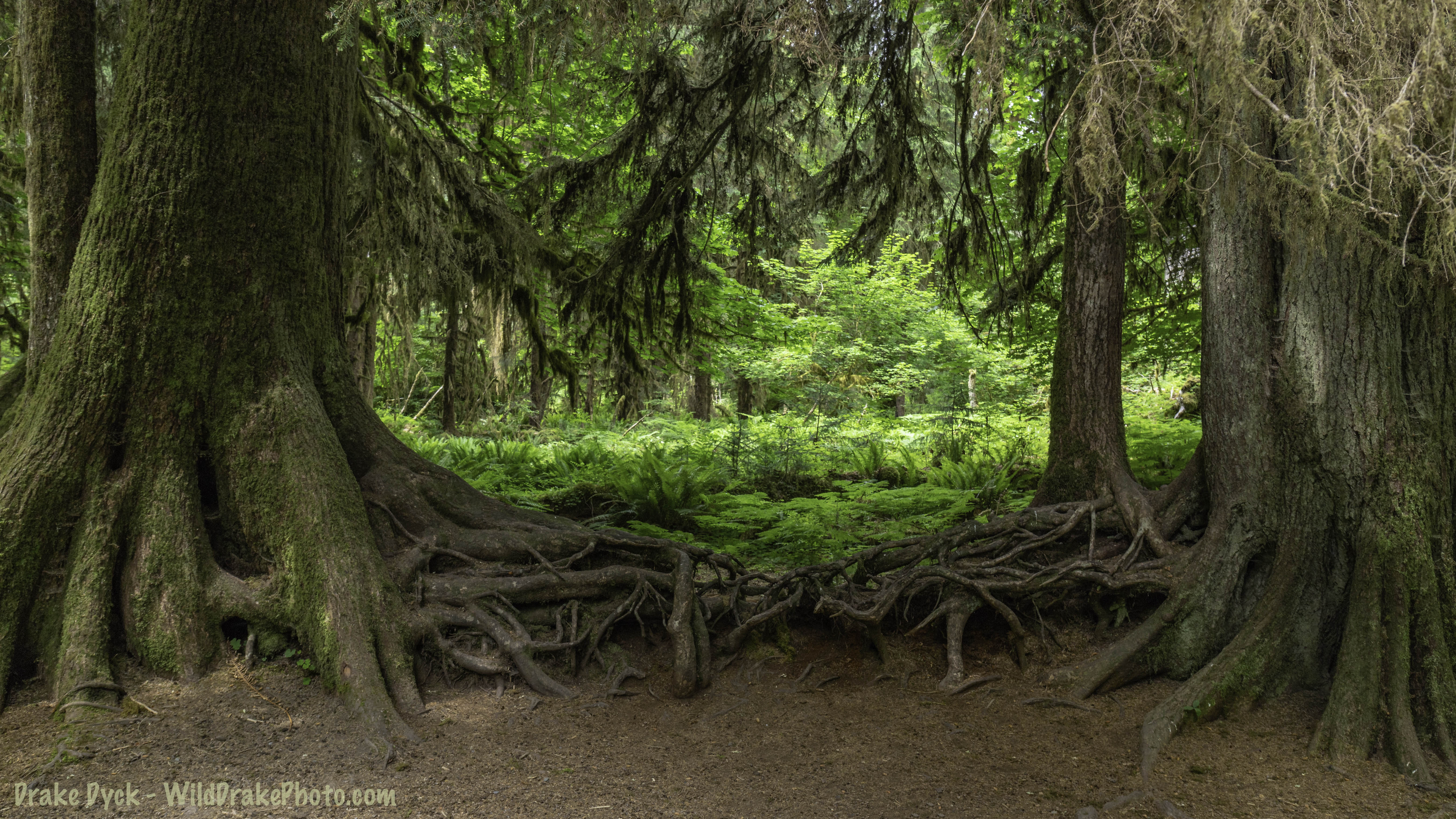trees in the rainforest with a tangle of roots