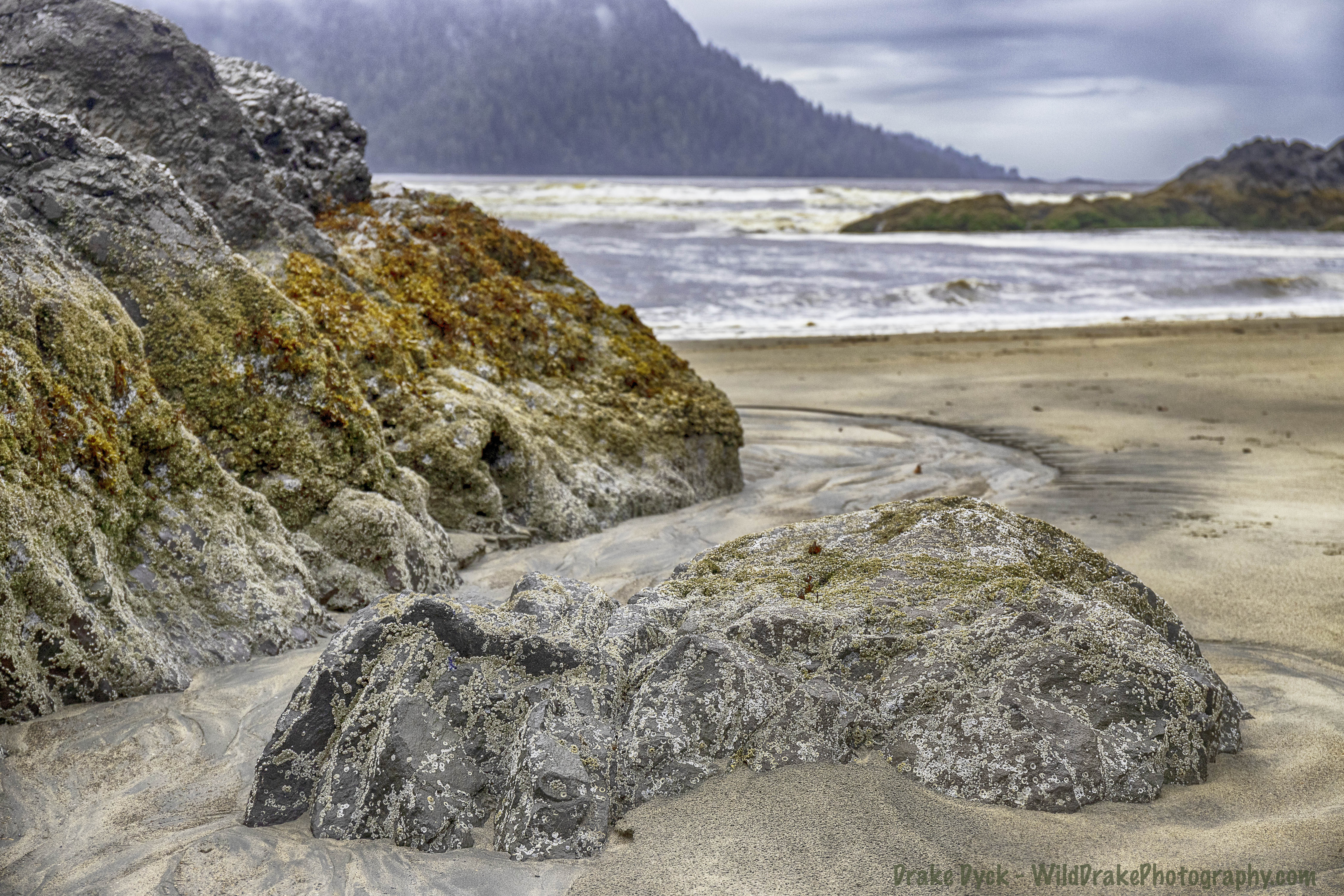 barnacle encrusted rocks on the beach