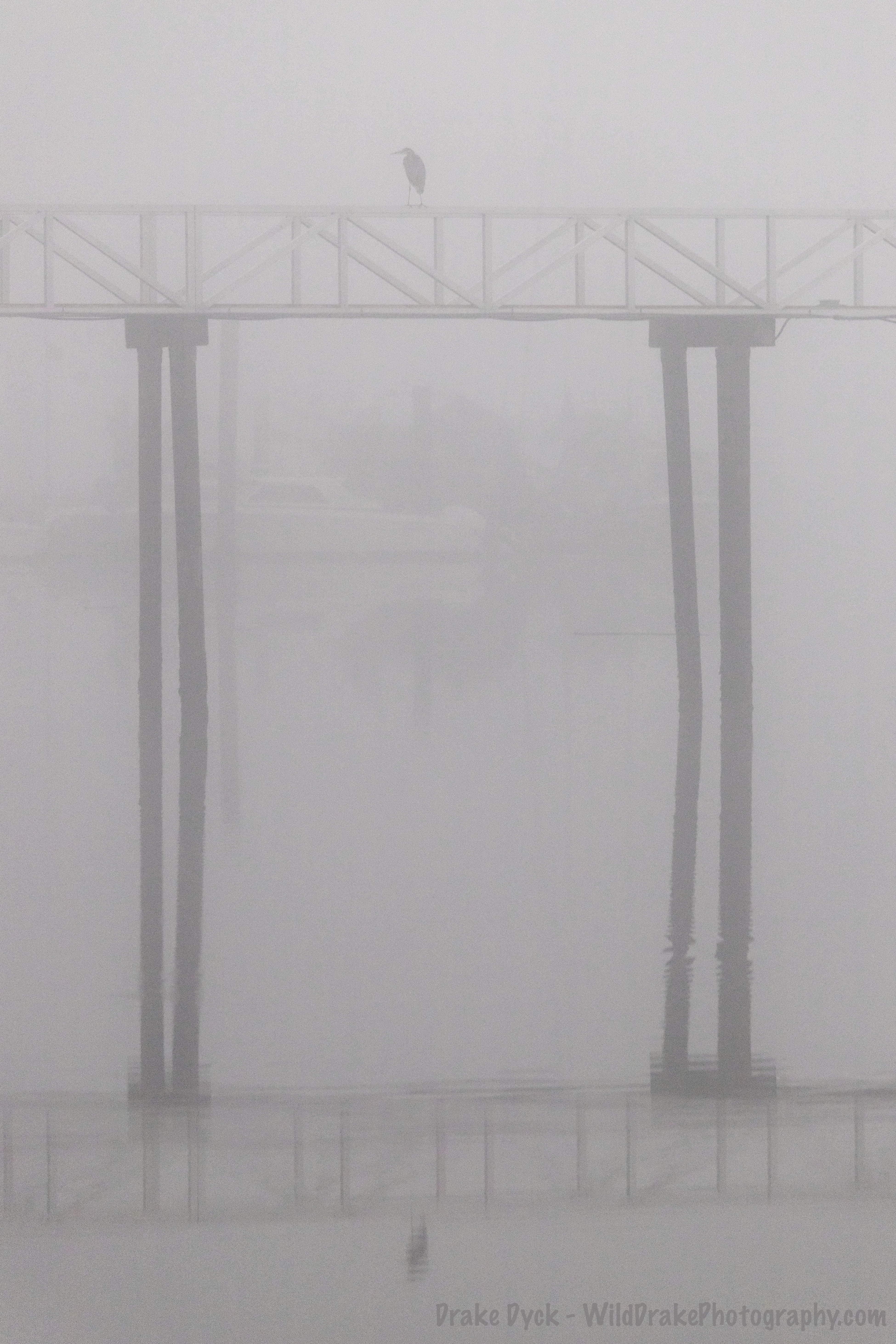 bird sits high up on railing with reflection