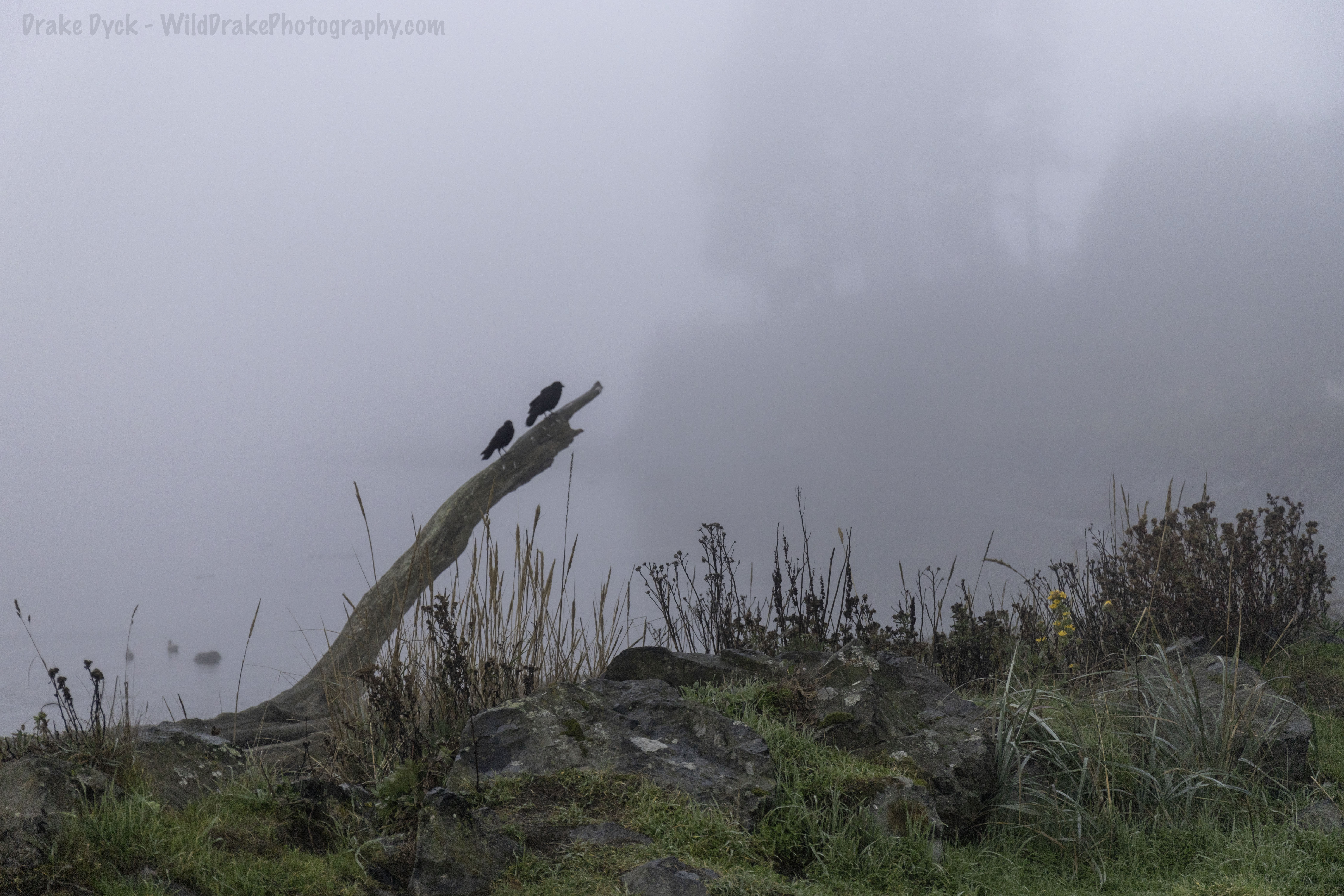 birds on log on a foggy day at the shore