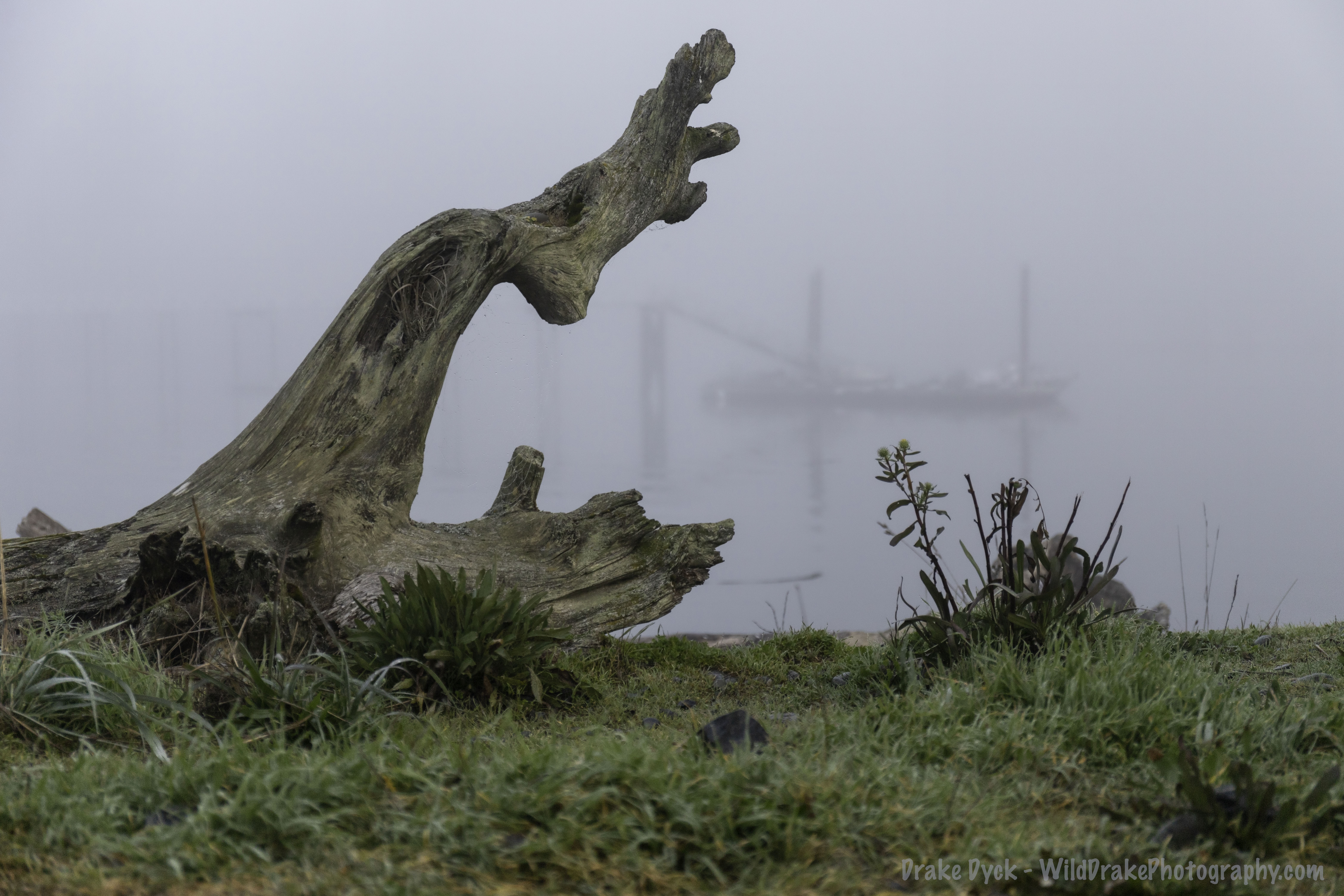 driftwood along a grassy beach on a foggy day