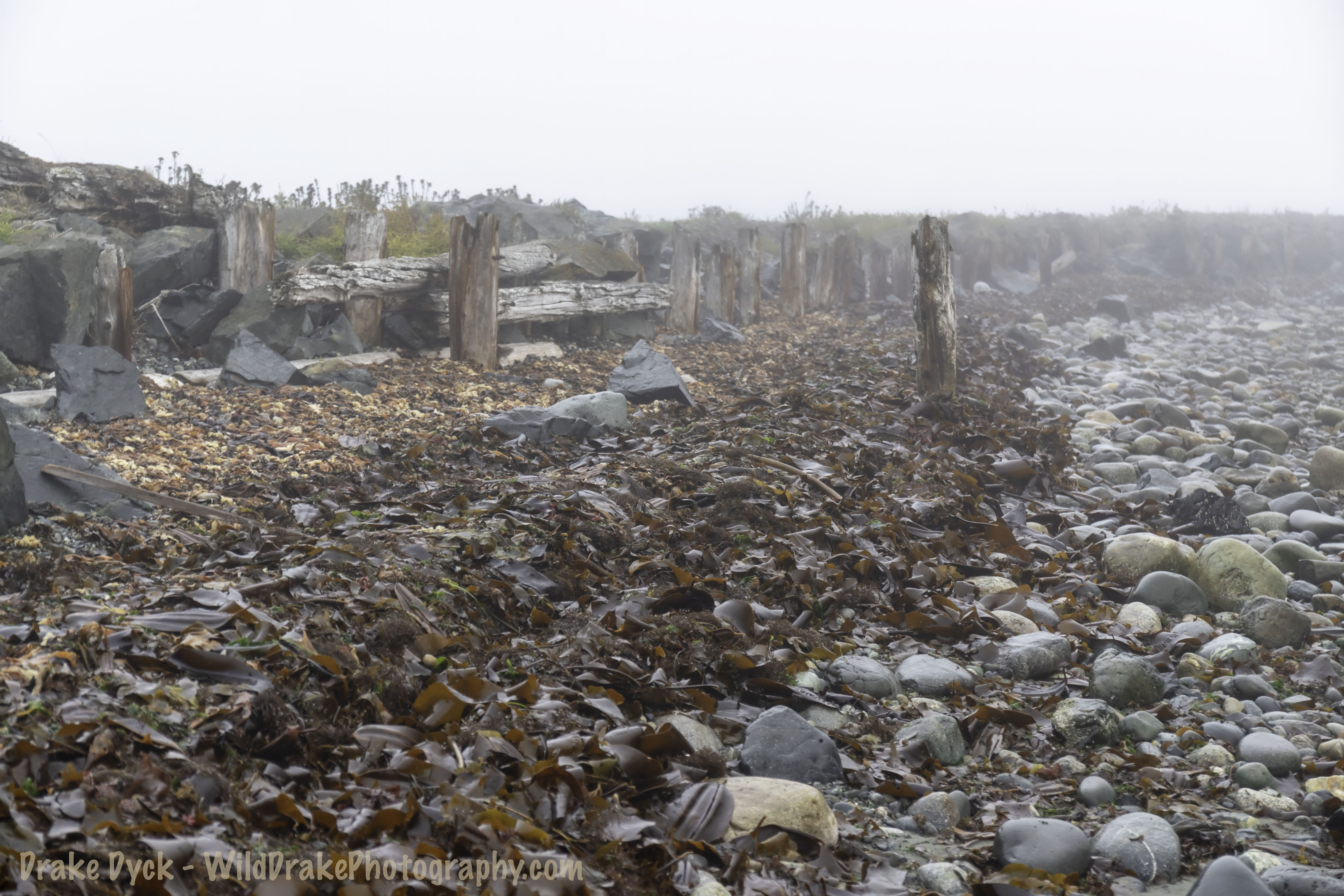kelp, rocks and wood line the shore at the Spit